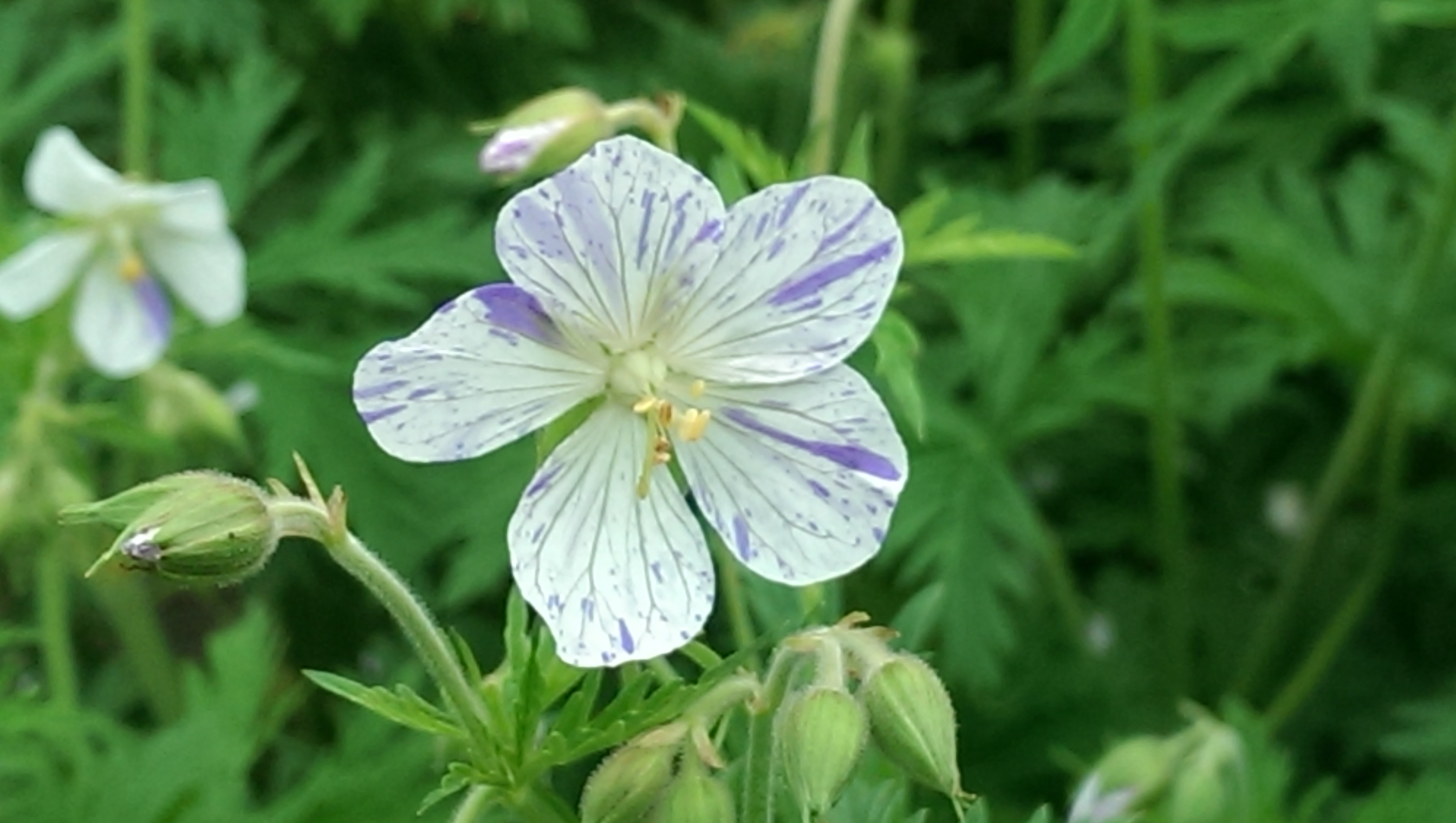 Geranium pratense розовая