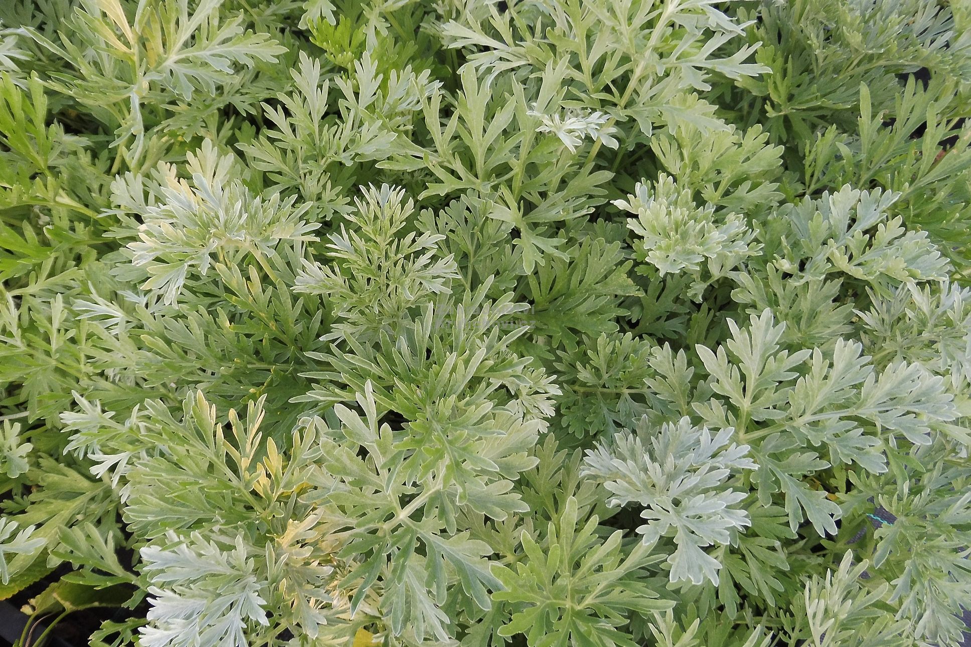 1186342_Artemisia_absinthium___Silverado_____pelynek_pravy_main_large
