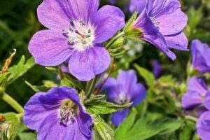47578083242_7d231974c5_b-300x300
