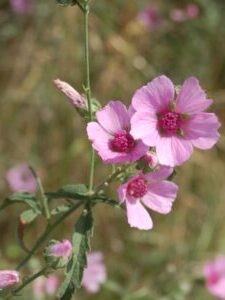 Althaea cannabina