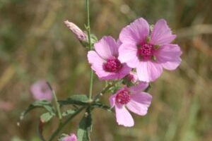 Althaea cannabina