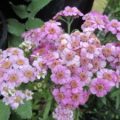 Achillea Sibirica "Love Parade"