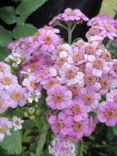 Achillea Sibirica "Love Parade"