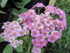 Achillea-Love-parade-300x225 Achillea Sibirica "Love Parade"