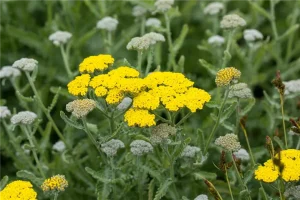 Achillea-clypeolata