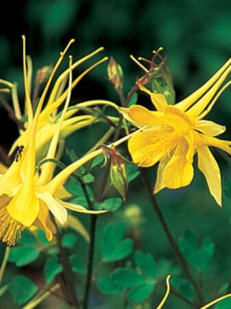Akeleje "Yellow Queen"