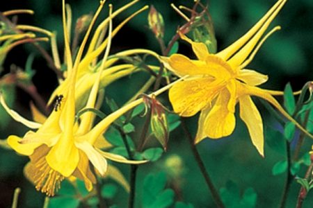 Akeleje "Yellow Queen"