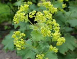 Alchemilla-mollis-300x231 Alcchamilla mollis