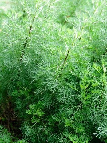 Artemisia abroratum