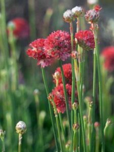 Armeria pseudarmeria "Ballerina Red"