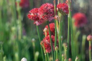 Armeria pseudarmeria "Ballerina Red"