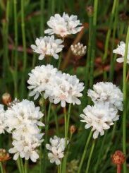 Armeria psedarmeria "Ballerina White"