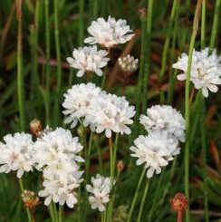 Armeria psedarmeria "Ballerina White"