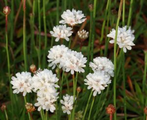 Armeria-ballerina-white-300x245 Armeria psedarmeria "Ballerina White"