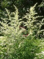 Artemisia lactiflora Snebynke