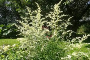 Artemisia lactiflora Snebynke