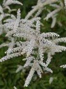 Aruncus aethusifolia