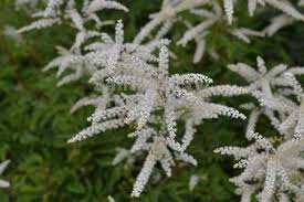Aruncus-aethusifolia Aruncus aethusifolia