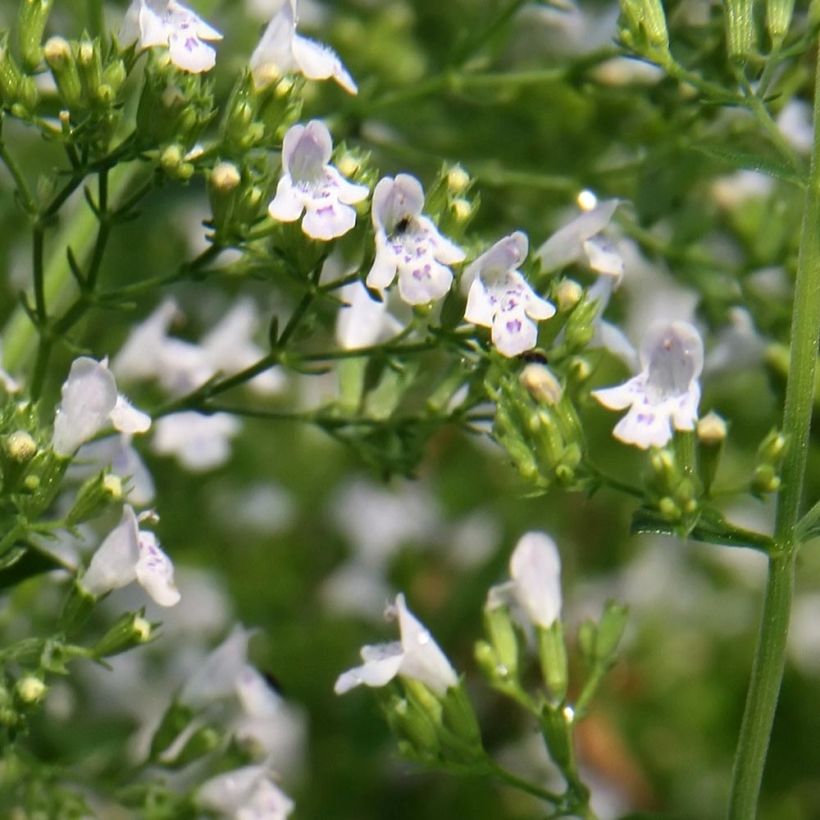Calamintha-nepeta-White-Cloud-88914-FL