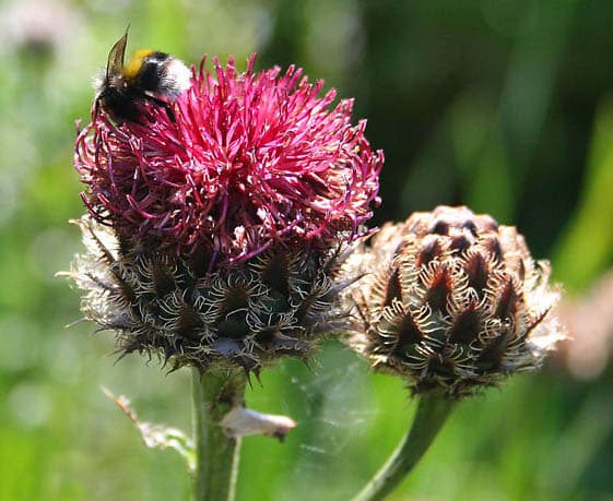 Centaurea atropurpurea