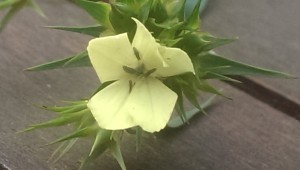 Dianthus knappii