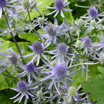 Eryngium-planum-Blue-Glitter-2