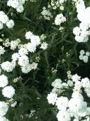 Achillea ptarmica "The Pearl"