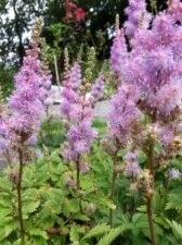 Astilbe chinensis