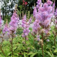 Astilbe chinensis