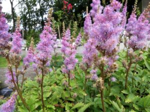 IMG_20200825_145124-300x225 Astilbe chinensis