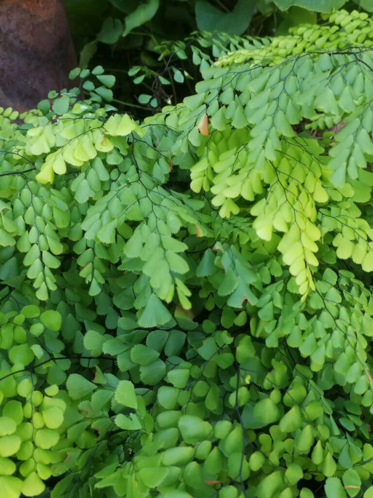 Adiantum venustrum
