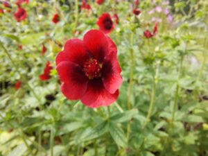 Potentilla atrosanguinea