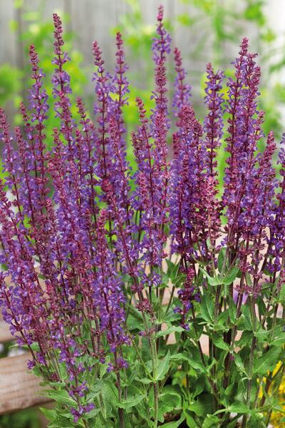 Salvia_nemorosa_Violet_Queen_web_z1