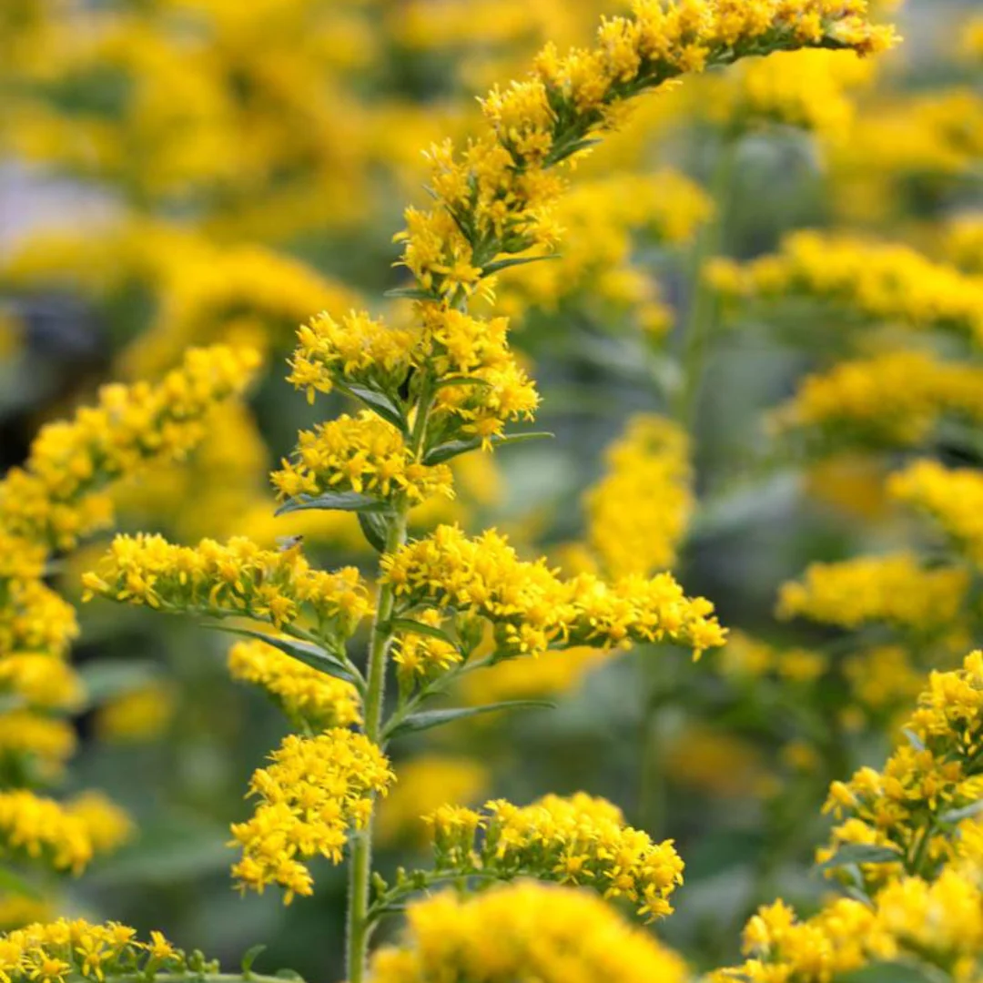 Solidago canadensis