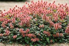 acaena kupferteppich Acaena microphylla "Kupferteppich"