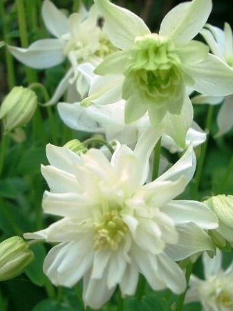 Akeleje "green Apples"