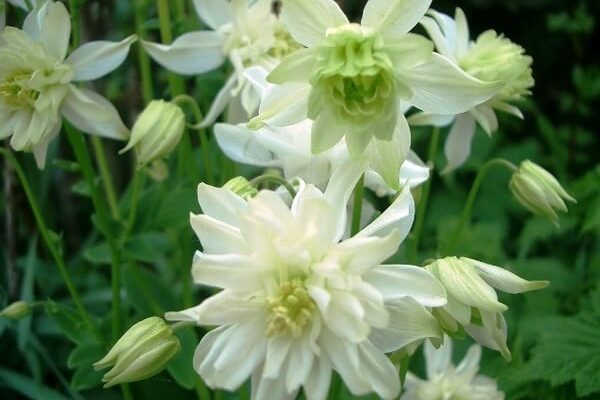 Akeleje "green Apples"