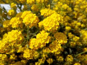 alyssum-gold-bold-300x226 Aurinia saxatile "Gold Ball"