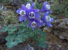 aquilegia-flabellata-var.-pumila