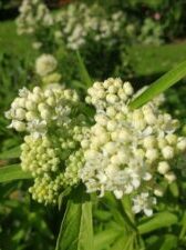 Asclepias incarnata "Iceballet"