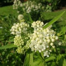 Asclepias incarnata "Iceballet"