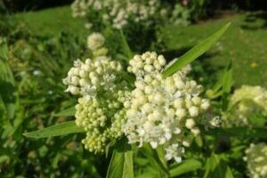 Asclepias incarnata "Iceballet"
