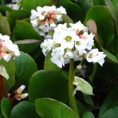 bergenia snowtime