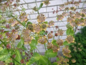 bupleumrum