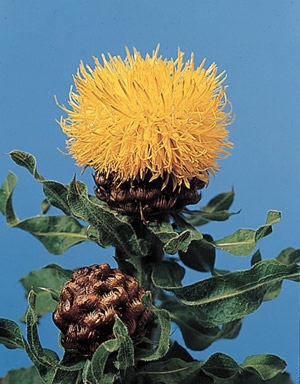 centaurea macroccephala