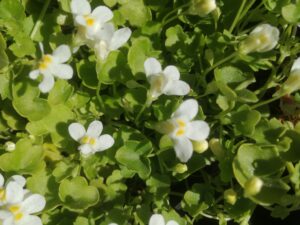 cybalarium-muralis-alba-300x225