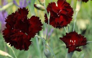 dianthus-king-of-the-blacks-300x190