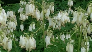 dicentra exima alba
