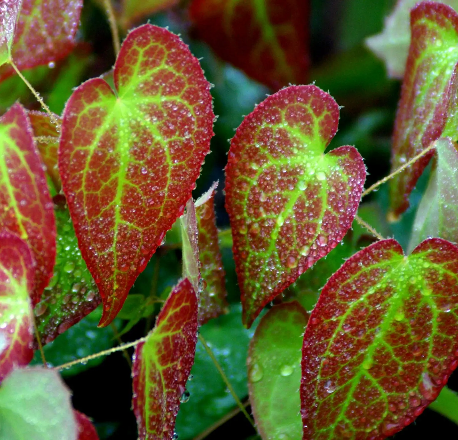 epimedium rubrum
