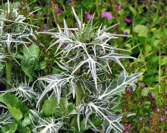 eryngium miss marple